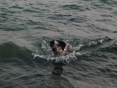 Blanding af racer Berta billede 9