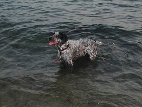 Blanding af racer Berta billede 10