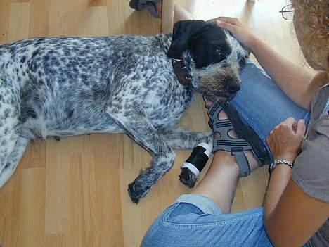 Blanding af racer Berta - Berta bliver lige nusset af mig, efter at hun har fået en forbinding på billede 11