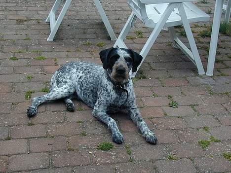 Blanding af racer Berta billede 12