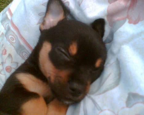 Chihuahua Chanel billede 5