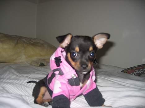 Chihuahua Chanel billede 6