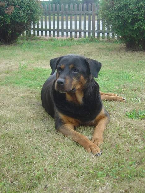 Rottweiler Bianca - ahh.. hvor er livet dog dejligt :) billede 1