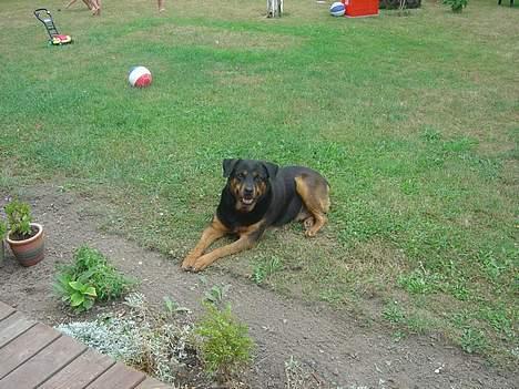 Rottweiler Bianca - smil :) billede 2