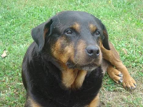 Rottweiler Bianca billede 3