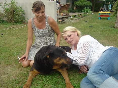 Rottweiler Bianca - her er vi alle 3 tøzer.. billede 4