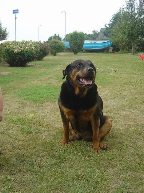 Rottweiler Bianca - he he he, nej det siger du ik!!!! billede 6