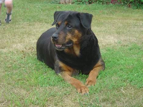 Rottweiler Bianca - Hov, hvem der?? billede 7