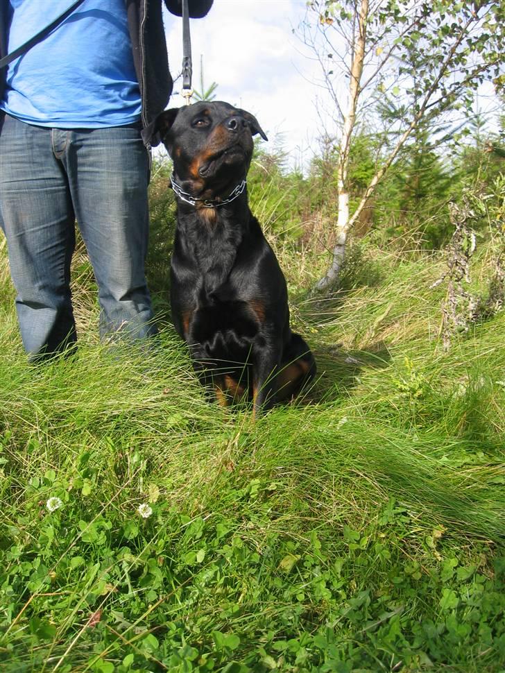 Rottweiler Kaiser RIP  - NYT billede 9