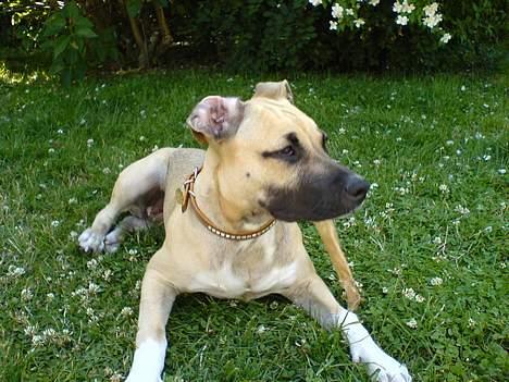 Amerikansk staffordshire terrier Bella - syns jeg hørt noen der ville ta mit køben billede 14