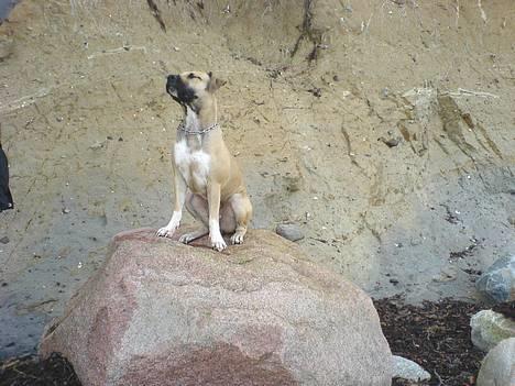 Amerikansk staffordshire terrier Bella - stranden er MIN billede 15