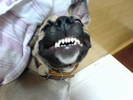 Amerikansk staffordshire terrier Bella - smiling my day away billede 16