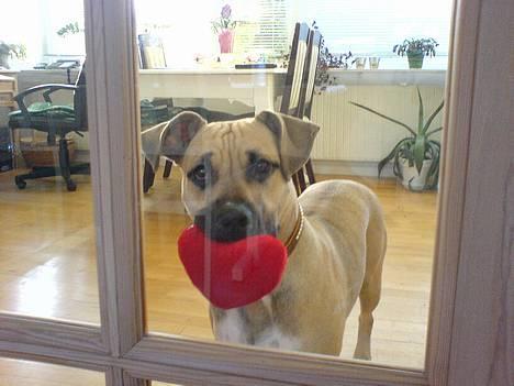 Amerikansk staffordshire terrier Bella - min far sir jeg er et hjertebarn :-) billede 17