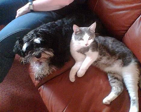 Dvaergschnauzer Petula - Dovne Tulle i sofaen med Mini-Baloo og min mor... billede 1