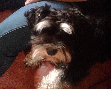 Dvaergschnauzer Petula - Sofaen igen igen... billede 2