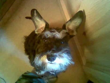 Dvaergschnauzer Petula - Tullo set fra oven... billede 3