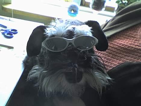 Dvaergschnauzer Petula - Tullo med solbriller!! hehe...vi grinte meget... billede 4