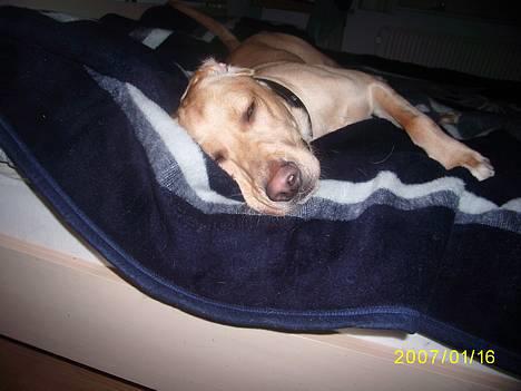 Labrador retriever Rico - her er jeg så.. billede 1