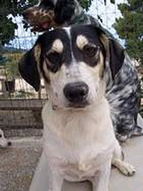 Blanding af racer Bounty - Bounty, mens han stadig var i Grækenland. Hvem kunne stå for de dejlige øjne billede 1