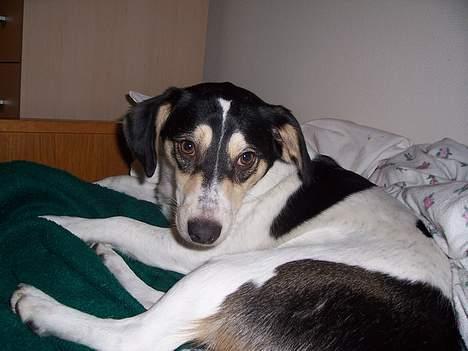 Blanding af racer Bounty - Altså, hvorfor tager du billeder nu !!! Jeg har morgenhår og røde øjne billede 2