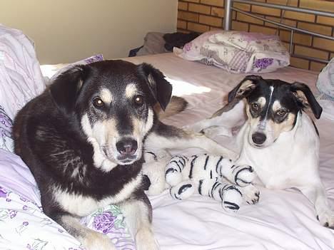 Blanding af racer Bounty - Bounty sammen med sin græske veninde, Loulou, fra Athen billede 3