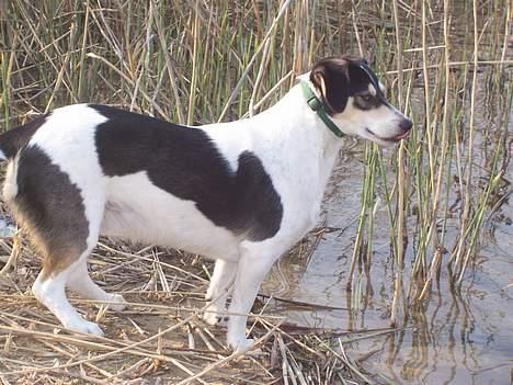 Blanding af racer Bounty - Jeps, jeg har set en fugl derude. Men jeg haader våde poter billede 4