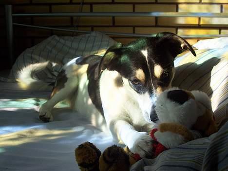 Blanding af racer Bounty - Hmm, livet er at ligge i sengen en søndag morgen med sit legetøj billede 5