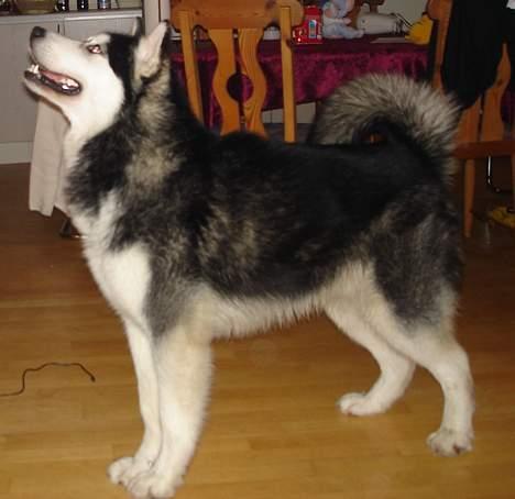 Alaskan malamute Ron - Gi´ mig nu bare den godbid billede 1