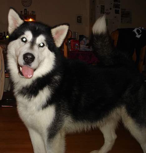 Alaskan malamute Ron - Hej smukke billede 2