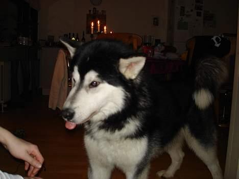 Alaskan malamute Ron - charme..charme billede 3