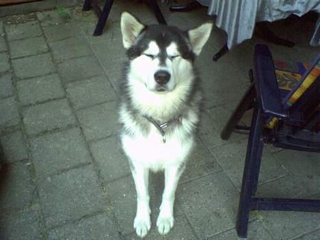 Alaskan malamute Ron - Jeg er sååå træt billede 4