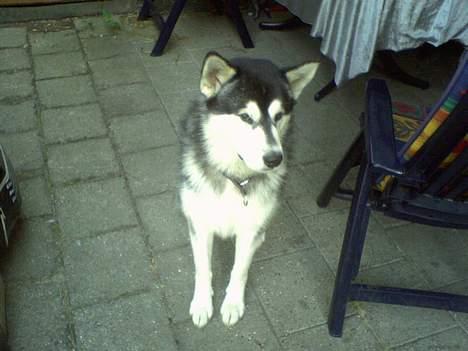Alaskan malamute Ron - hmmmm....mon jeg får noget for dette her billede 5