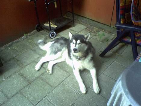 Alaskan malamute Ron - Hej far billede 6