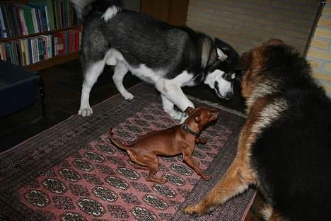 Alaskan malamute Ran Haubrad Dragemund  - Ran, Riki & Dino billede 12