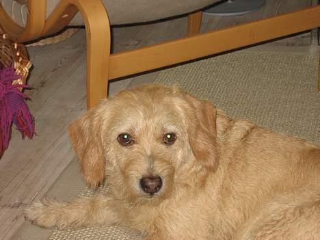 Basset fauve de bretagne Mille billede 10