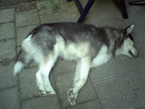 Alaskan malamute Ron - Den varme altså...næ du gi´ noget sne og nogle frostgrader så skal jeg vise dig.. billede 7