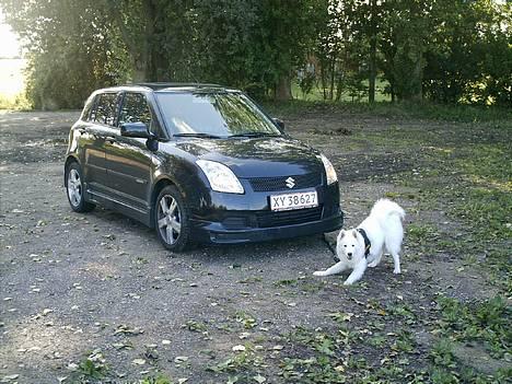Samojedhund Igglo - min mor og far behøver ikke alarm på bilen, JEG holder vagt ved den! billede 7