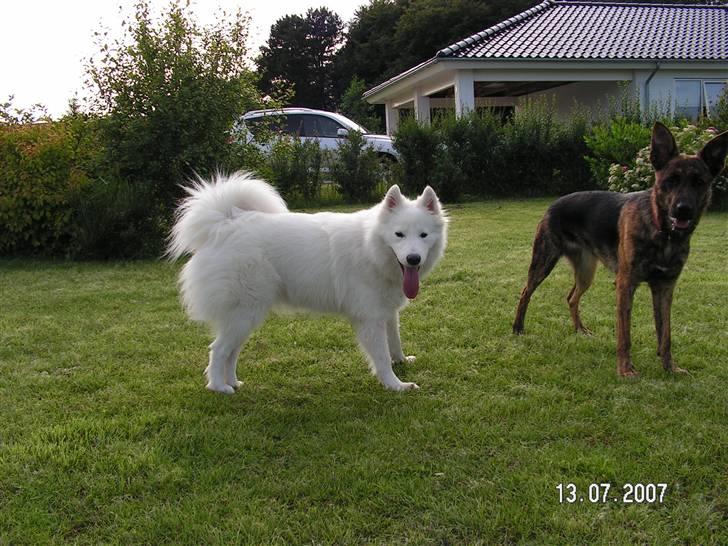 Samojedhund Igglo - her er jeg med min ven Soffi billede 8