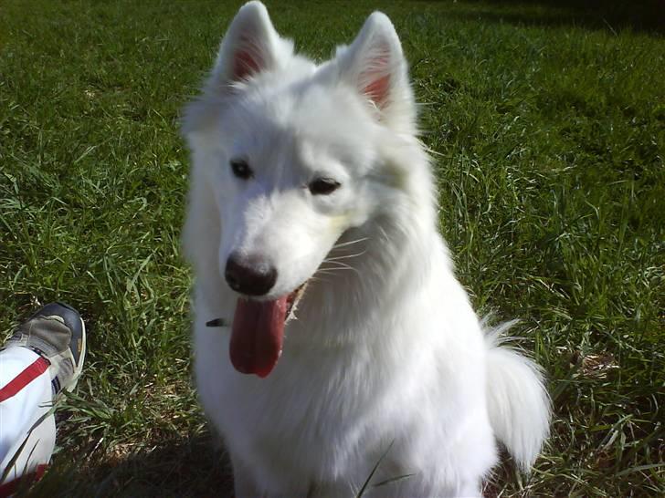 Samojedhund Igglo billede 9