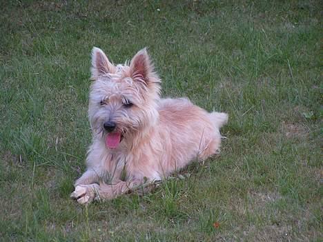 Cairn terrier Terri billede 5