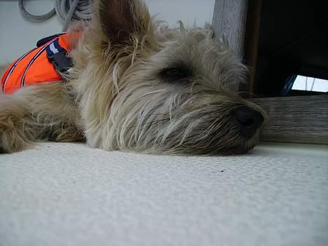 Cairn terrier Terri billede 6