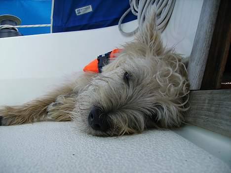 Cairn terrier Terri billede 7