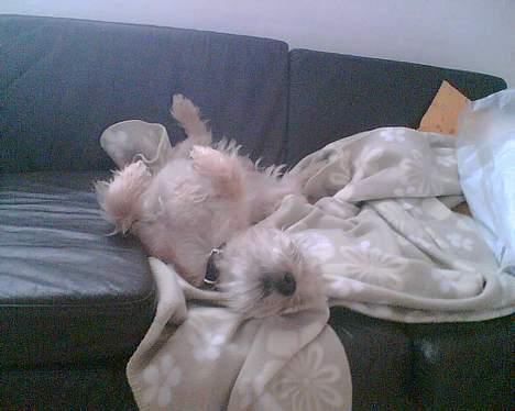 Cairn terrier Terri billede 8