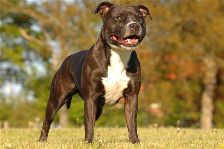 Staffordshire bull terrier Mathilde - 26 måneder billede 1