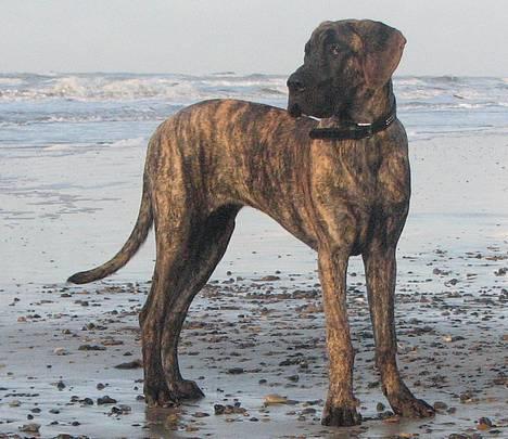 Grand danois Tara 16. maj 2006 - 6 mdr billede 4