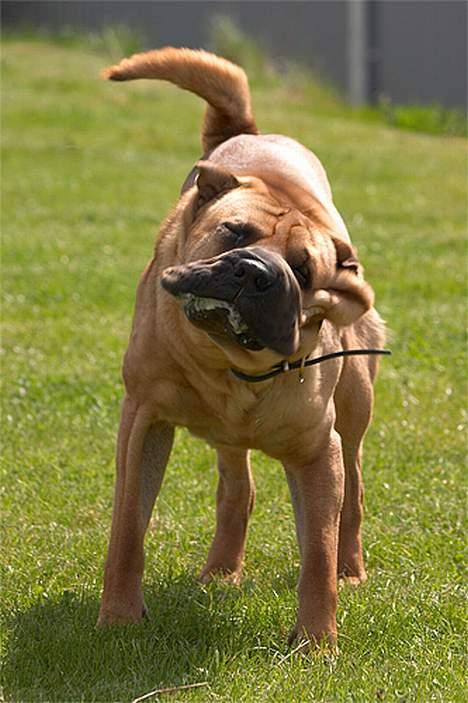 Shar pei cosmo *død* - er jeg ikke sød når jeg gør det??? billede 7