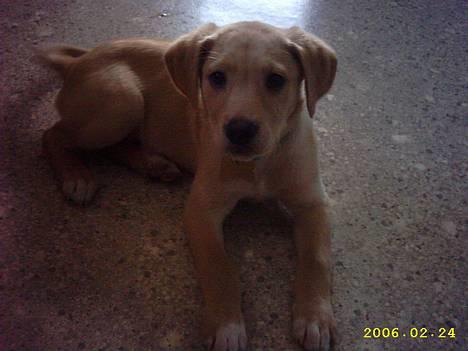 Labrador retriever Rico - her er jeg da slet ikke til at stå for... 8 uger gammel.. billede 2