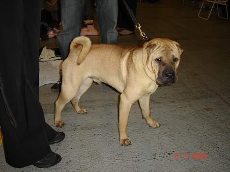 Shar pei cosmo *død* - er til udstilling  med far. billede 8