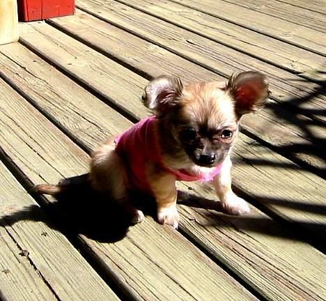 Chihuahua Frida - Her er jeg som "lille" eller hvad så noget nu hedder.. billede 4