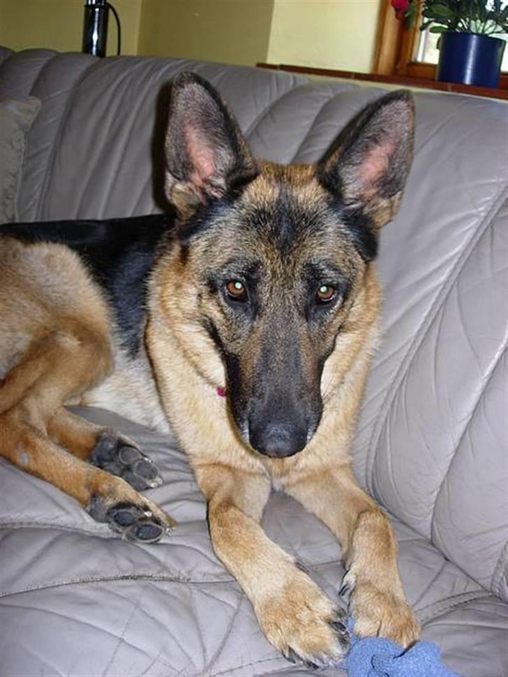 Schæferhund Nydningen`s Dollie - Hejsa, Jeg er søde Dollie. :) billede 1